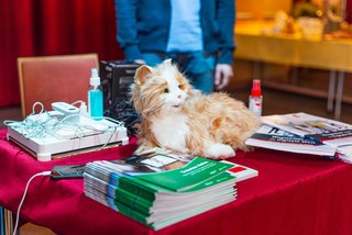Das Bild zeigt eine KI-Katze auf einem Tisch.