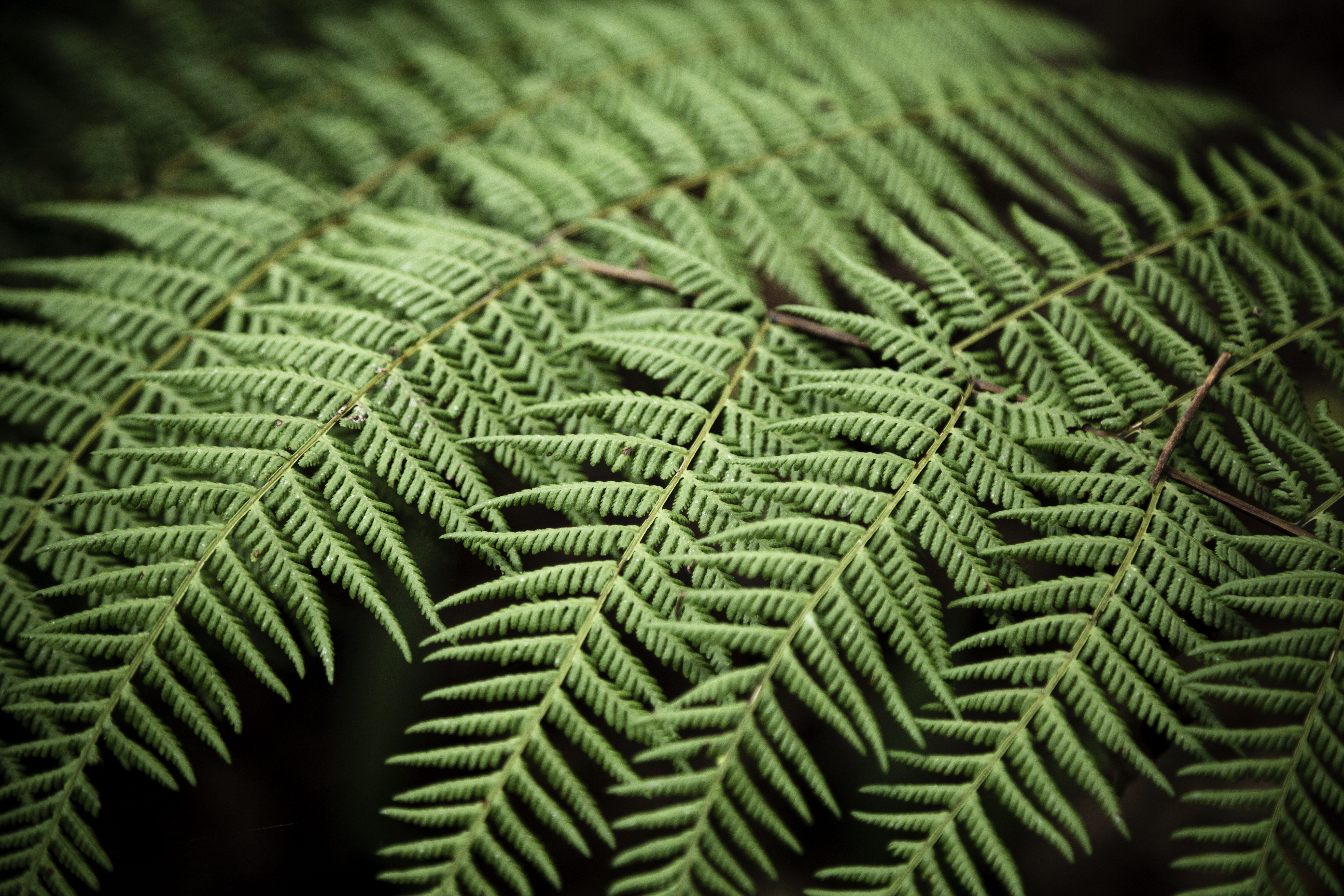 Nahaufnehme eines Farns