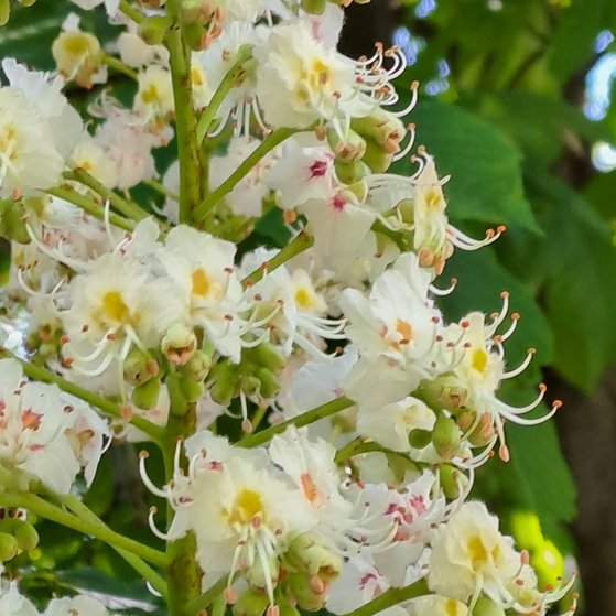 Kastanienbl&uuml;te im Bezirk Pankow.