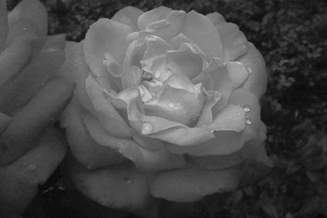 Schwarz-wei&szlig;-Foto, wei&szlig;e Rose mit Regentropfen