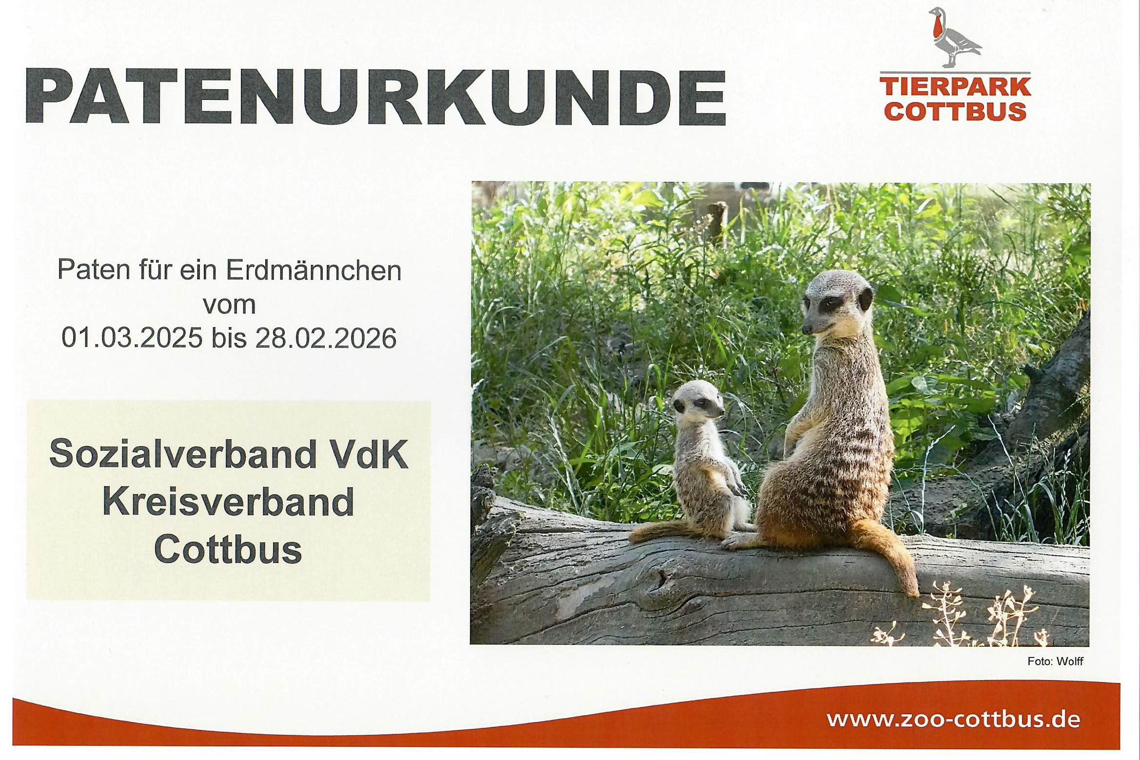 Patenurkunde für ein Erdmännchen beim Tierpark Cottbus